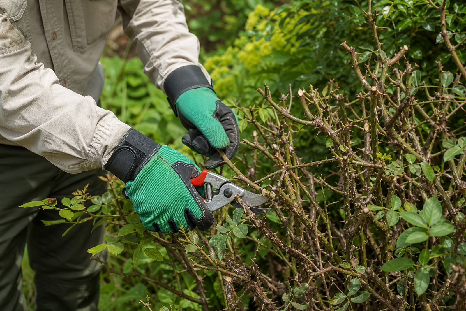 Working Around Thorns