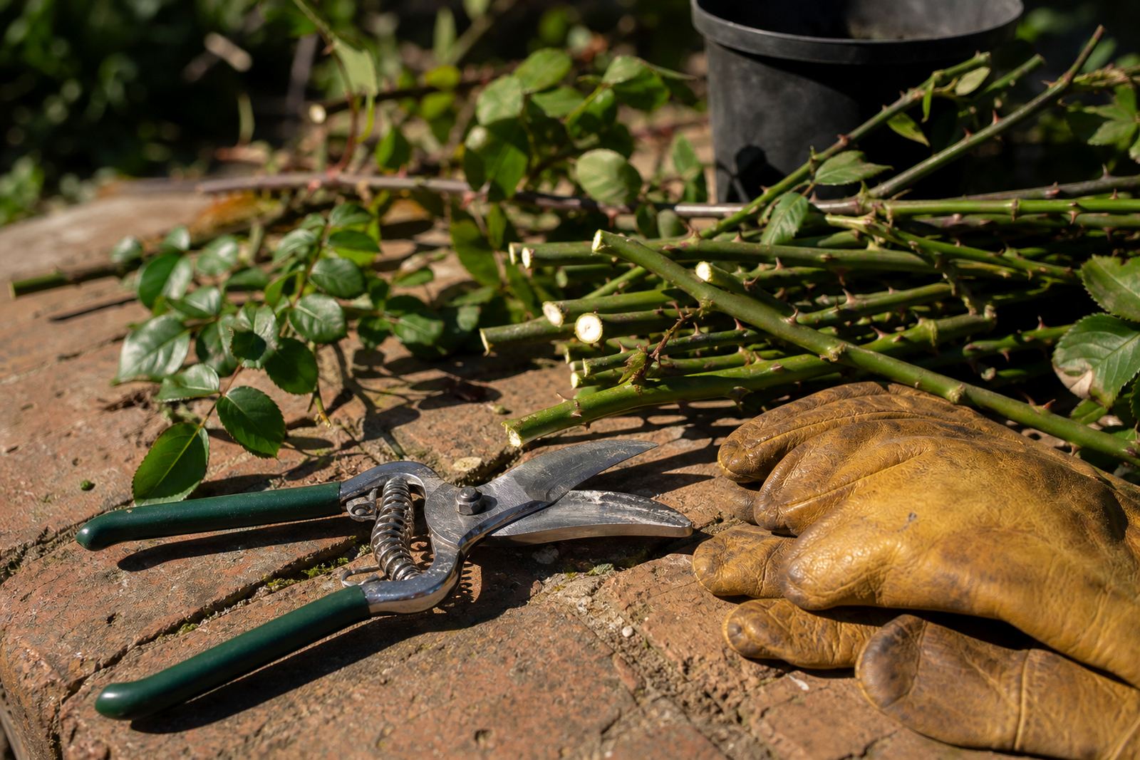 Rose Pruning Shears
